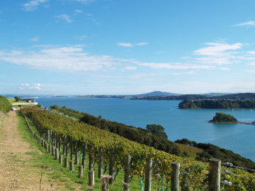 All The Waiheke Vineyards You Want To Visit